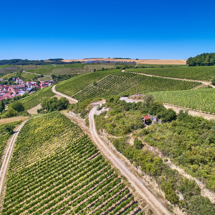 2022 Bio Spätburgunder Langenberg, Franken, Deutschland