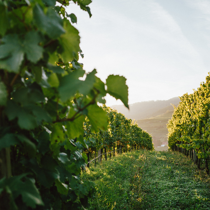 2024 Grüner Veltliner Honivogl Smaragd, Wachau, Österreich