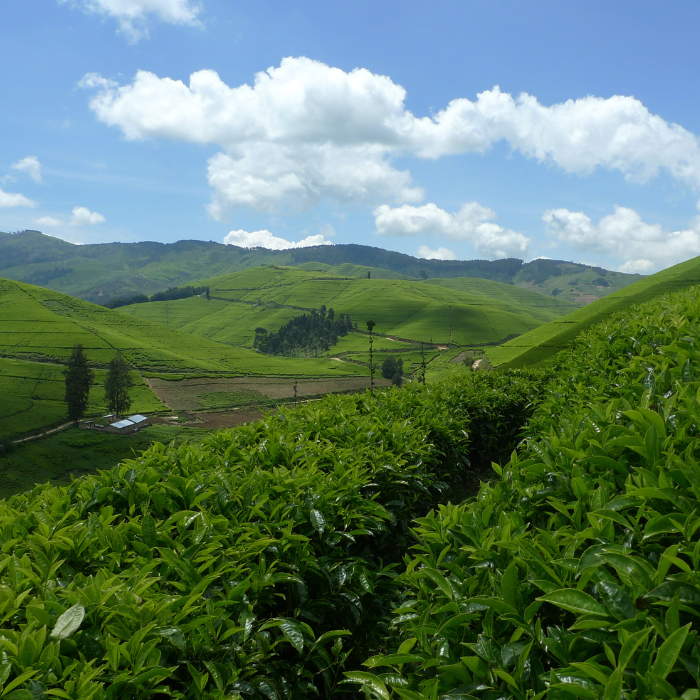 Bio Apfel Orange Rose, Früchtetee, Teebeutel