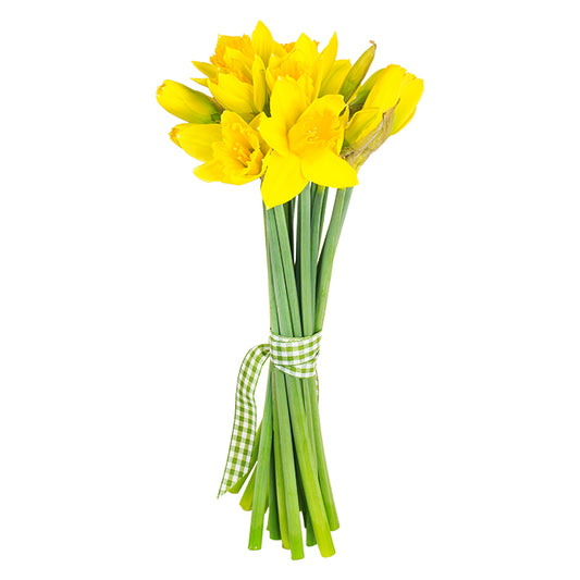 Osterglocken, 15 Stück