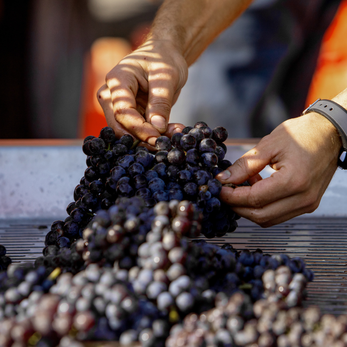 2022 Sito Moresco Langhe, Piemont, Italien