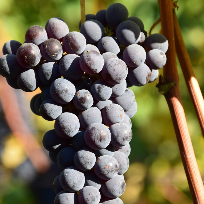 2021 Bio Barbera d'Alba Piana, Piemont, Italien