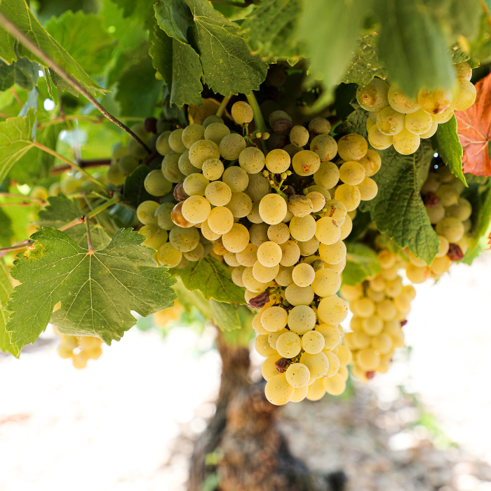 Bio Käfer BBQ Tempranillo, Kastilien, Spanien