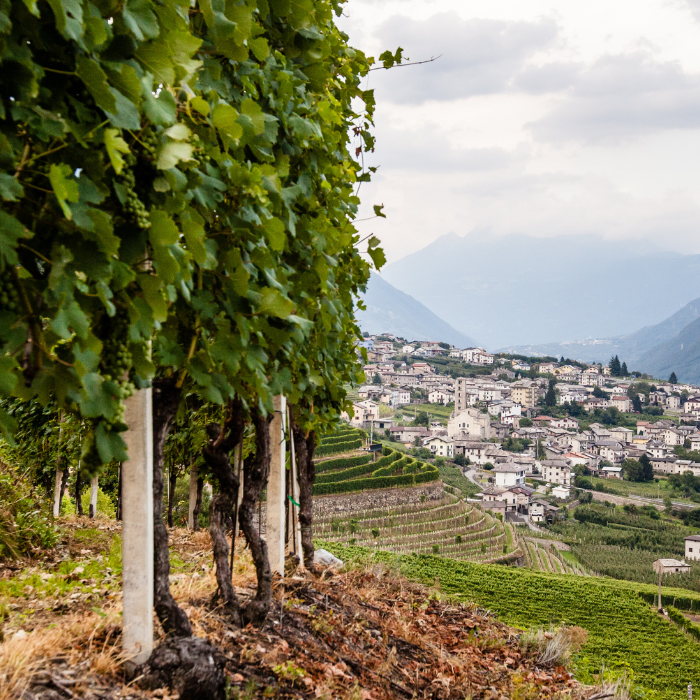 23.10.25 | Trüffel, Tradition & Terroir: Ein Genuss-Abend mit Prunotto