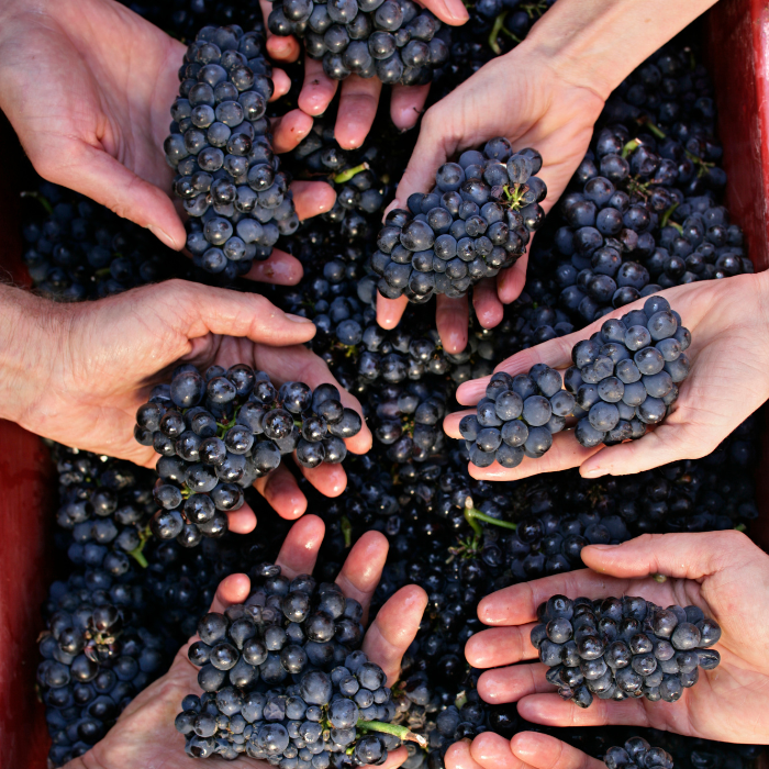 1995 Romanée Saint Vivant, Burgund, Frankreich