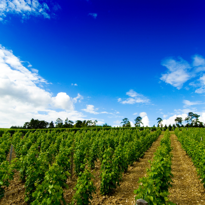 2020 Baron de L Pouilly-Fumé, Loire, Frankreich