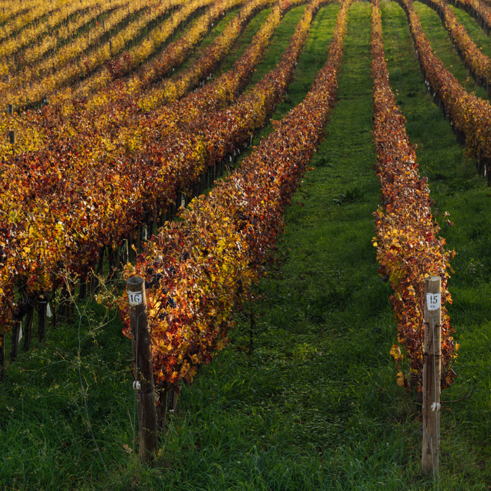 2022 Le Serre Nuove, Toskana, Italien