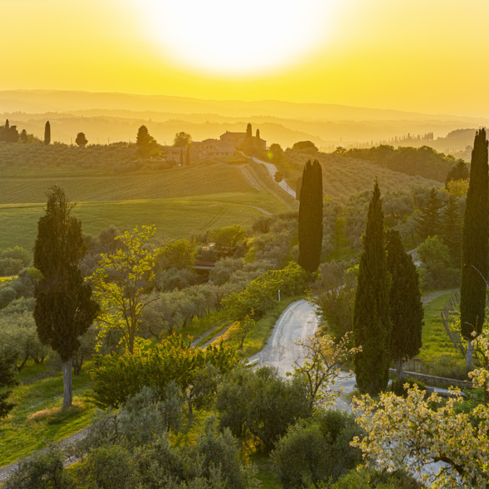 Vermentino Campo Maccione, Toskana, Italien