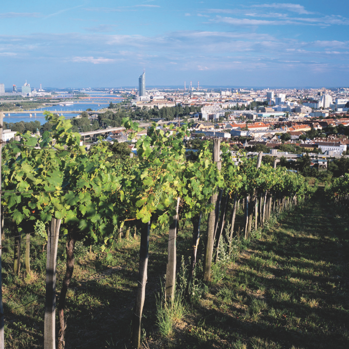 Bio Wiener Gemischter Satz