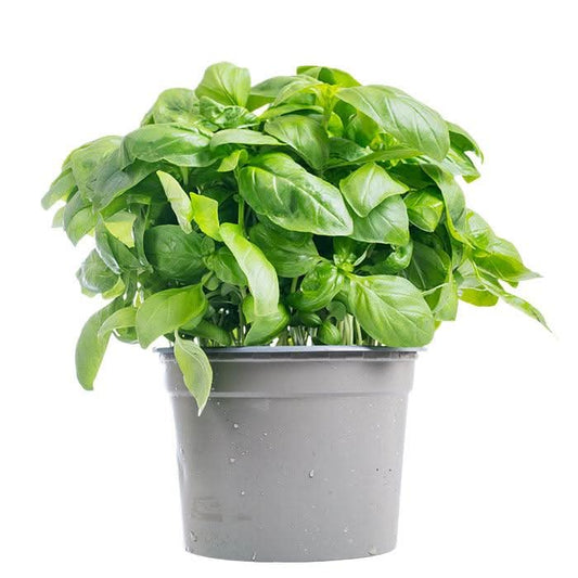 Basilikum im Topf