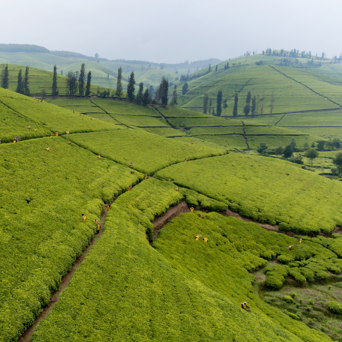 Bio Apfel Orange Rose, Früchtetee, Teebeutel