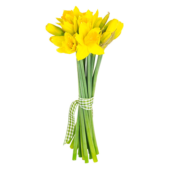 Osterglocken, 15 Stück